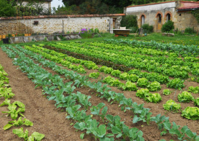 Légumes du jardin