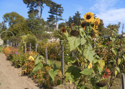 Tournesols